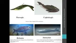 Ostracoderms