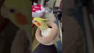 Смешные попугаи.