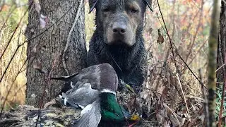 Mallards in our FACE! Indiana Duck Opener 2020