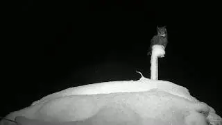 Great Horned Owl Roost Swap
