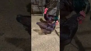 Rohd Iceland red chicken | RiR chicken breed #short #viral #trending #RirChicken