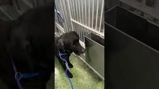 A2054636 Джерри гуляет со своим подопечным 2