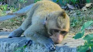 How pain you are Lucas? Strong boy Lucas try walk find Leyla help treat him reduce pain
