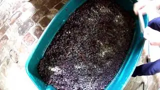 Making Toms 135 year old Zinfandel Wine Day 4