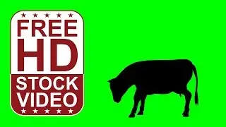 Free Stock Videos &ndash; animal silhouette cow eating on green screen