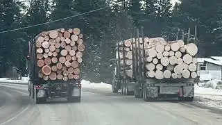 RAW LOGS with Two Heavy Duty Logging Trucks