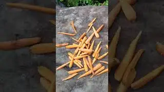 Wild Monkeys eat Carrots #shorts