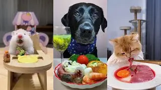 Yummy！Dog eating food funny video. pet eating food. cat eating food. 小狗吃饭的视频，小猫吃美食，看看宠物喜欢吃什么食物？