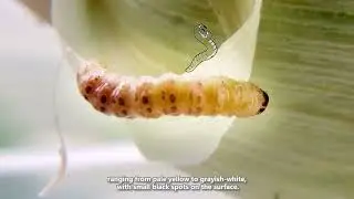 Understanding the Corn Borer & Prevent Measures