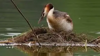 Grebe, goose, birds, bird, nice bird, water duck, red duck, duckling, beautiful bird, wild life