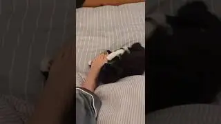 I stroke my CAT with my feet to see his reaction 🥰🥰 #cats #kitten #shorts #cutecats #feet #mycat