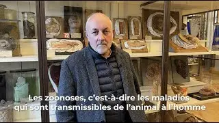 One Health&nbsp;: la morve, une zoonose embl&eacute;matique&nbsp;!