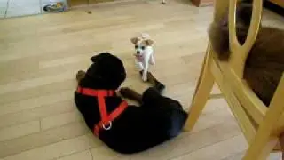 Puppies playing; Jackahuahua beats up Rottweiler