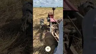 #ep296 #tractorstuntvideo  #tractorvideo #farmers #excavator #agriculture #shortvideo