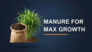 The BEST Poultry Manure Rate for Elephant Grass (Science Revealed)