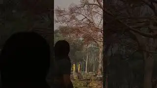 Assassin&rsquo;s Creed Shadows &mdash; Naoe | Rain ASMR in a Sakura Garden | Full 10h Here #shorts #acshadows
