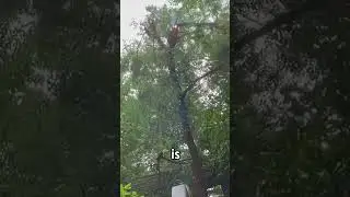 The Mystery of Using Laser Trimming Trees # Open Your Eyes # Science Popularization