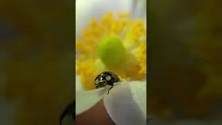 #macro #macro video #insect