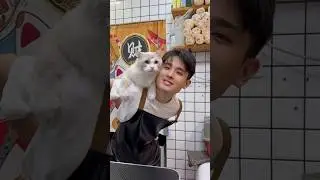 First Time Uploading a Gentle Cat Grooming ASMR #funny #cutecat #cats