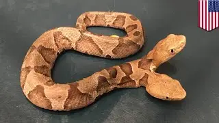 Rare two-headed copperhead snake found in Virginia backyard - TomoNews