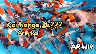 REVIEW MURAH SPESIAL 2.2‼️BORONG IKAN KOI KUALITAS OKE BANGET🔥HARGA AMBYAR | DI ARIN KOI
