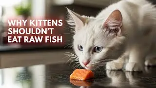 Can Kittens Eat Raw Fish? The Real Risk Beneath the Bite