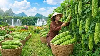 Harvesting 1,000+ Giant Bitter Melons in the Valley | A Young Girl Takes Them to Market to Sell
