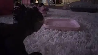 Run away for the lad dinosaur 