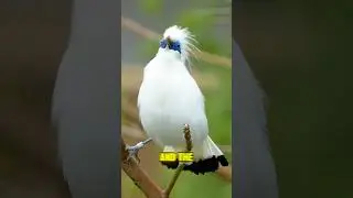 Bali Starling: The Rare Jewel of Indonesia 🌿✨ #bali #animals #wildlife #animalfacts #shorts