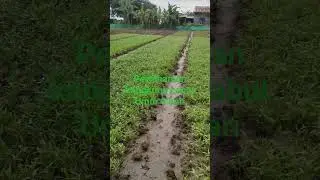 kangkung cabut umur 1 minggu#shortvideo