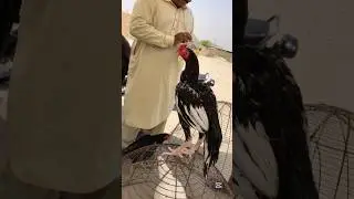 Sasta Aseel Murga Mandi #shorts #youtubeshorts