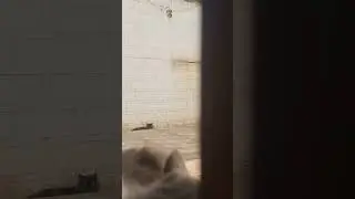 Cat smelling...