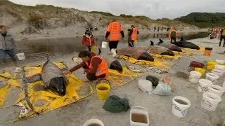6 stranded whales returned to the ocean in New Zealand