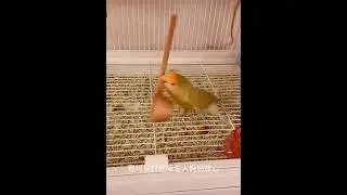 Parrot Goes Completely Crazy! 🦜😂 Funniest Bird Meltdown Ever! #ParrotHumor #BirdLife @NatGeoWild