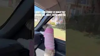 #DogLife Driving Miss Daisy down the Boulevard.