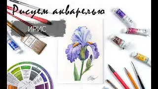 Рисуем фиолетовый ирис. Уроки рисования. Цветы акварелью.