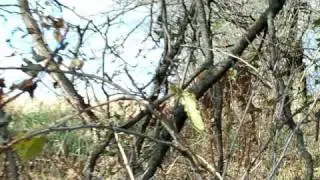 Missouri whitetail deer smells me out (Buck)