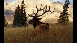 Охота в timbergold trails