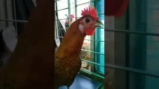 Rooster Clucking / Hen Clucking #chickenvideo #shorts #youtubeshorts #shortsvideo