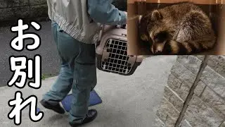 保護したアライグマの赤ちゃんとのお別れの時【プーチー&スコティッシュフォールド】