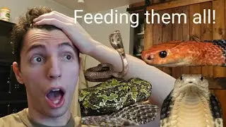 Feeding my RAREST Venomous Snakes!