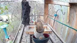 A Bistro for Birds Live Stream