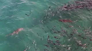 Shark that bit a swimmer - Kiama Surf Beach 15th Feb 2018