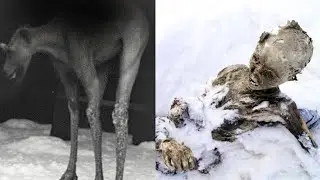 The Soviet Division That Was Destroyed by a Force Beyond War in Finland, 1939