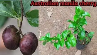 How to grow manila cherry.