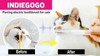 Introducing the Purring electric toothbrush for cats | Live on Indiegogo