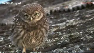 Garden Tales S01E03 Found You