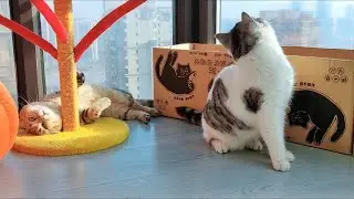 There are no cat challenges in this video, only cats enjoying the sunshine