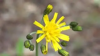 Jastrzębiec leśny - Hieracium murorum