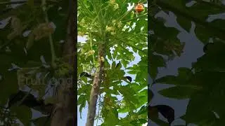 Male And Female Papaya Trees #papayatree #gardening #fruitandfarm